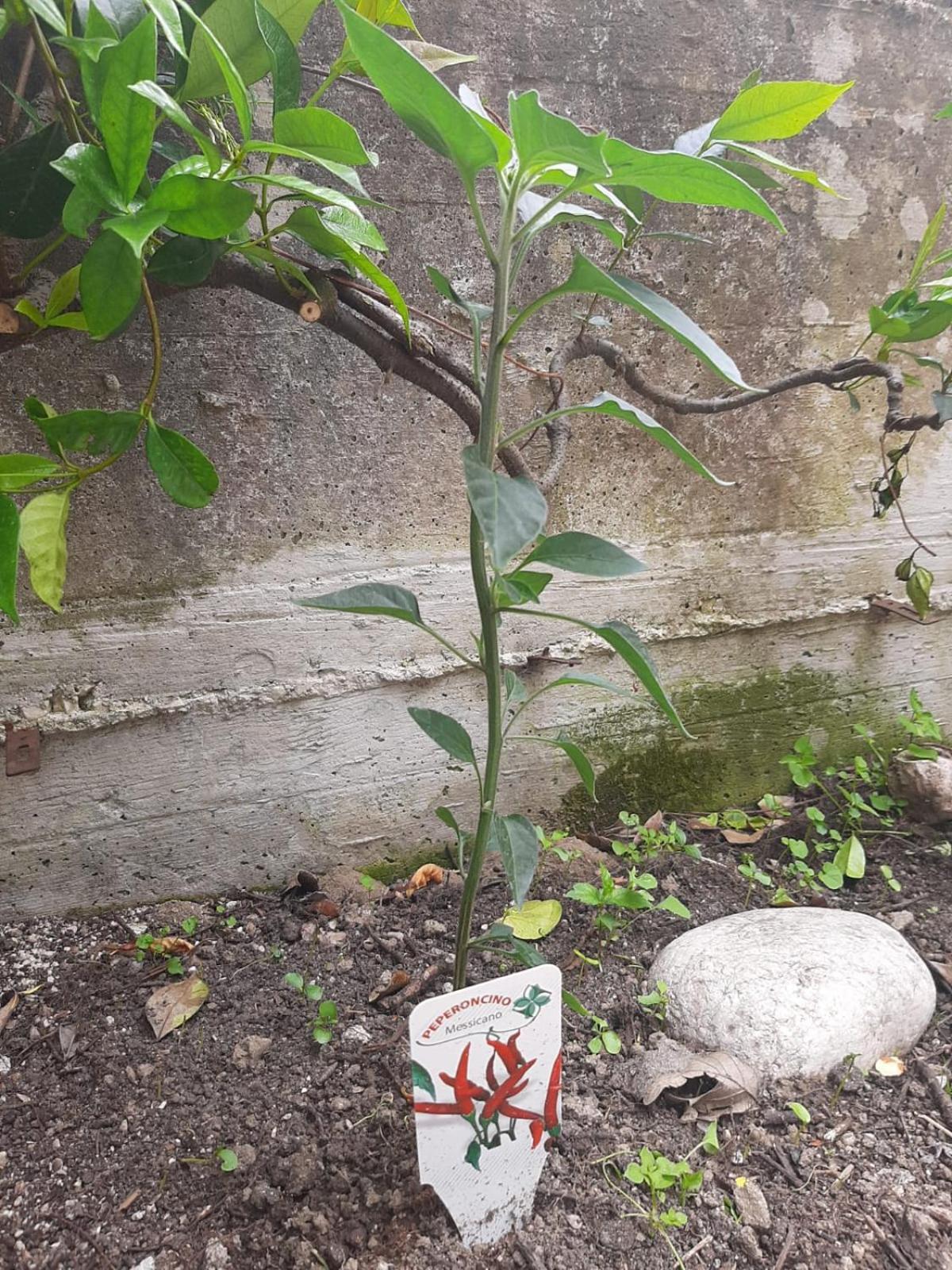 Apartamento Il Caminetto Carpinone Exterior foto